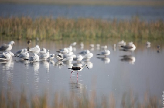 Nalsarovar Visit by Zoology Students